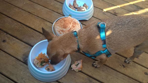 Enjoying a pupmuffin & dogachino at Dog House Cafe, Collingwood